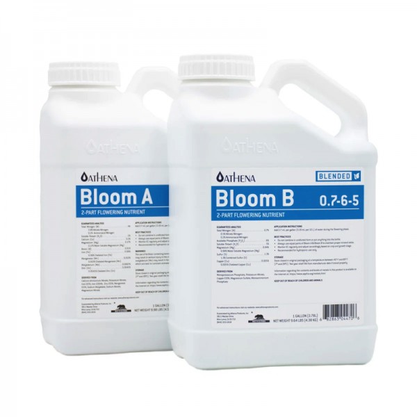 3.78L Bloom A & B Athena